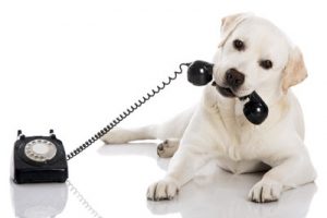 chilled-out-dog-telephone-consultation-holistic-dog-health